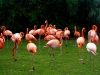 flamon-roses